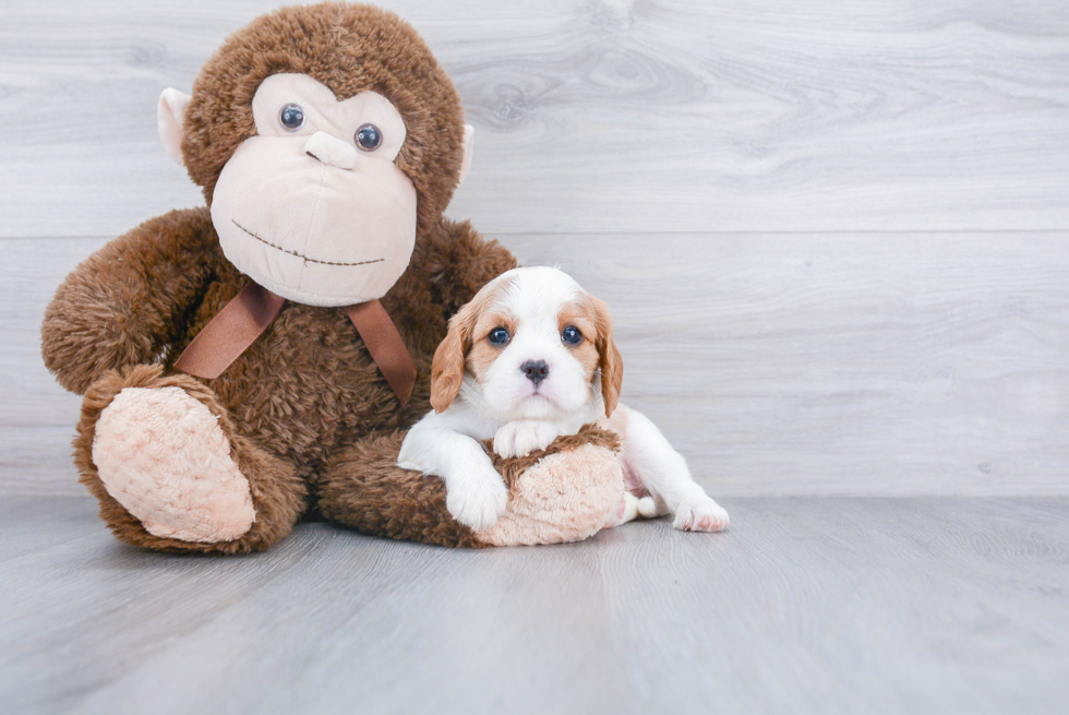 Cavalier King Charles Spaniel Puppy for Adoption