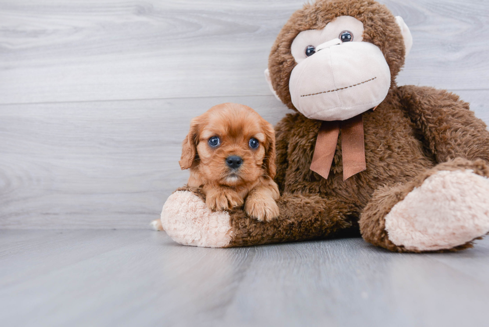 Small Cavalier King Charles Spaniel Baby