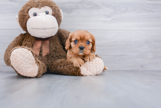 Playful Cavalier King Charles Spaniel Purebred Pup