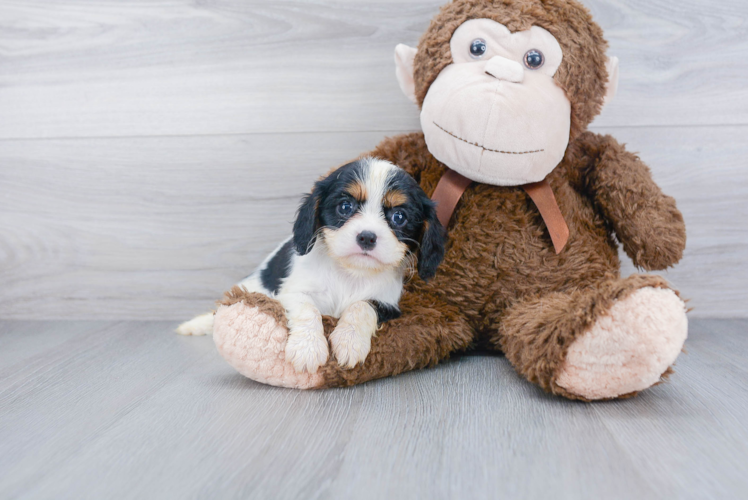 Akc Registered Cavalier King Charles Spaniel Baby