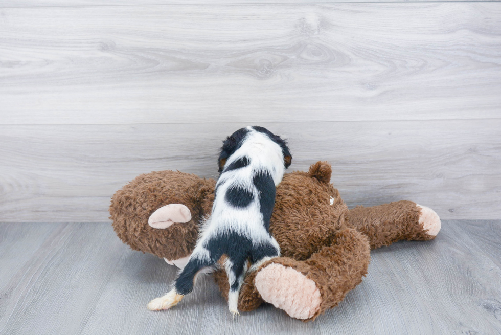 Cavalier King Charles Spaniel Pup Being Cute