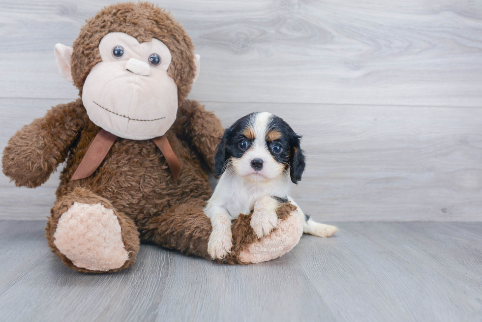 Sweet Cavalier King Charles Spaniel Purebred Puppy