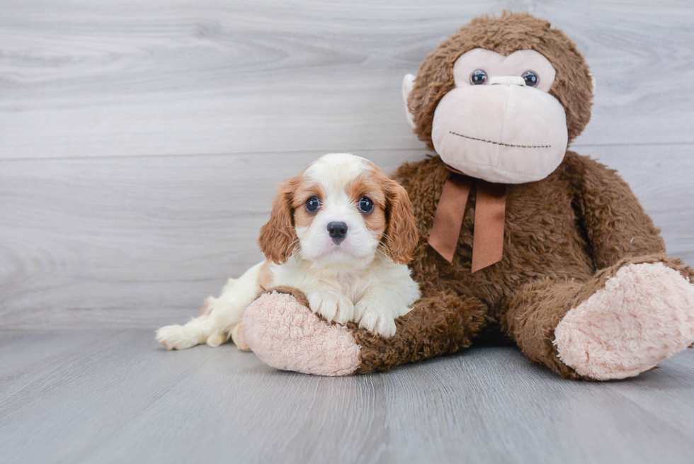 Best Cavalier King Charles Spaniel Baby