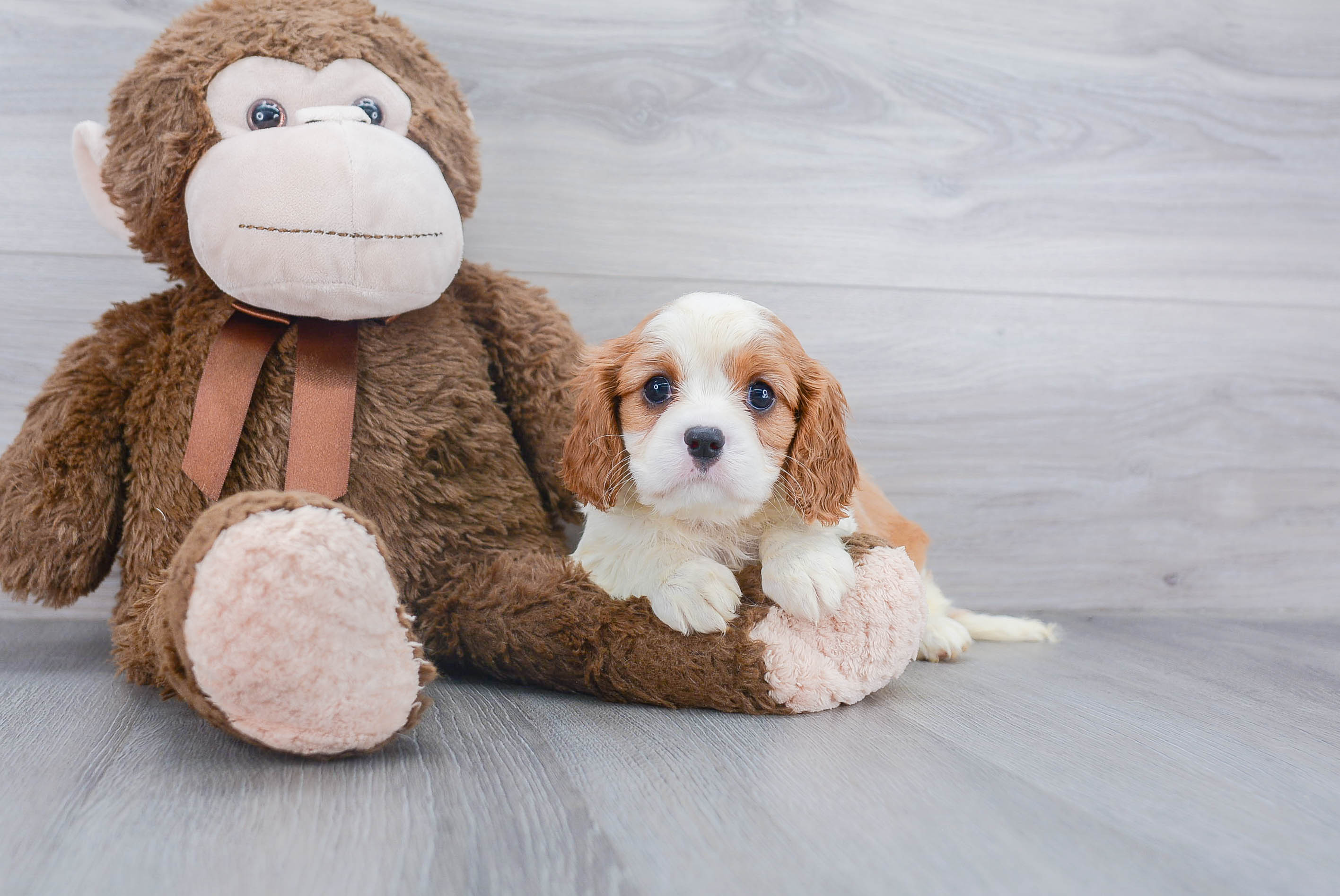 Playful Cavalier King Charles Spaniel Baby
