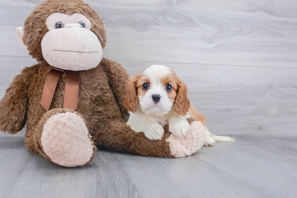 Playful Cavalier King Charles Spaniel Baby