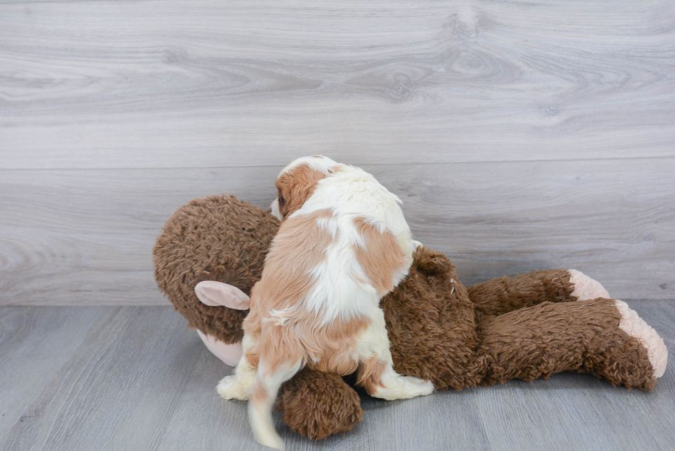 Energetic Cavalier King Charles Spaniel Purebred Puppy