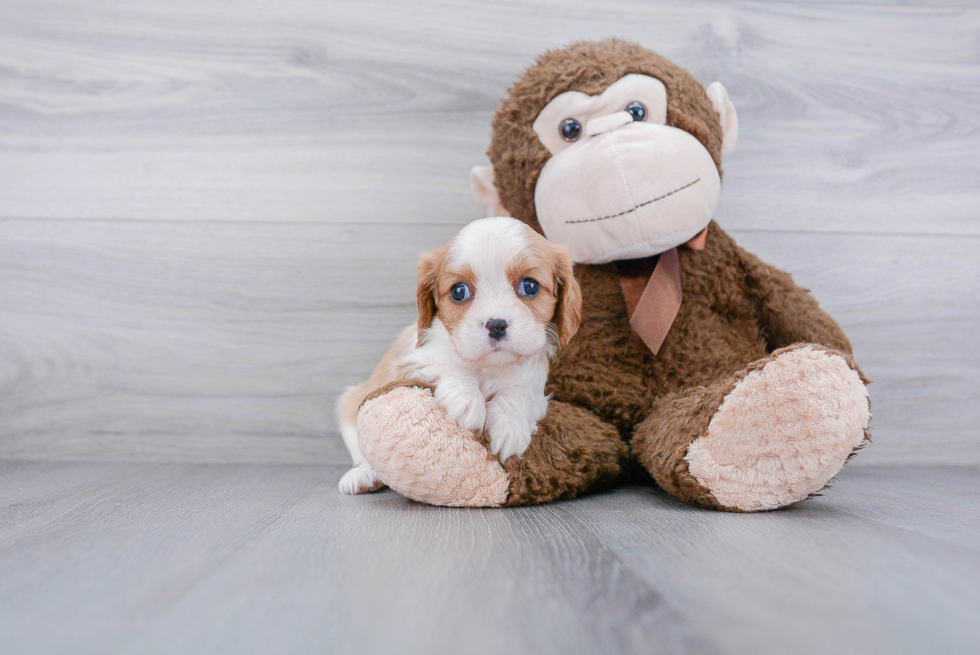 Cavalier King Charles Spaniel Pup Being Cute