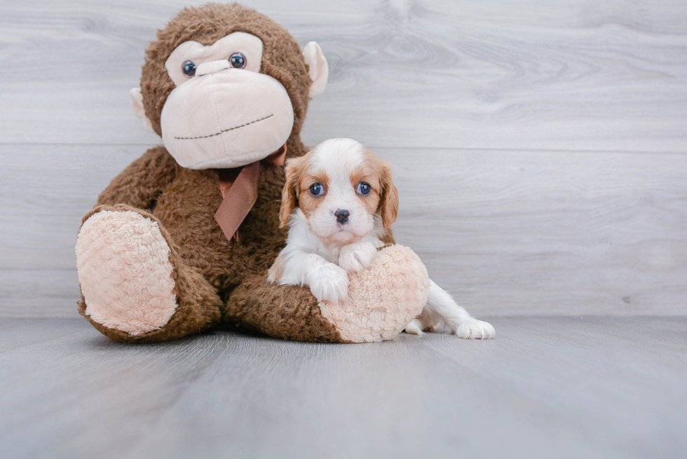 Cavalier King Charles Spaniel Puppy for Adoption