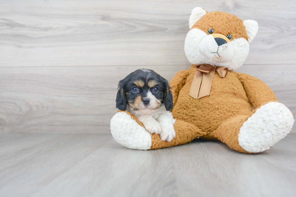 Cavalier King Charles Spaniel Pup Being Cute