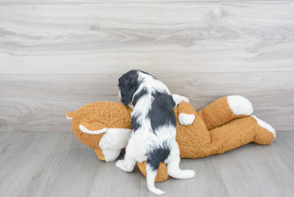 Fluffy Cavalier King Charles Spaniel Purebred Puppy