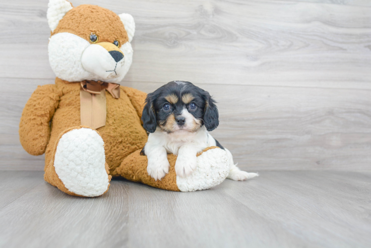 Cavalier King Charles Spaniel Pup Being Cute