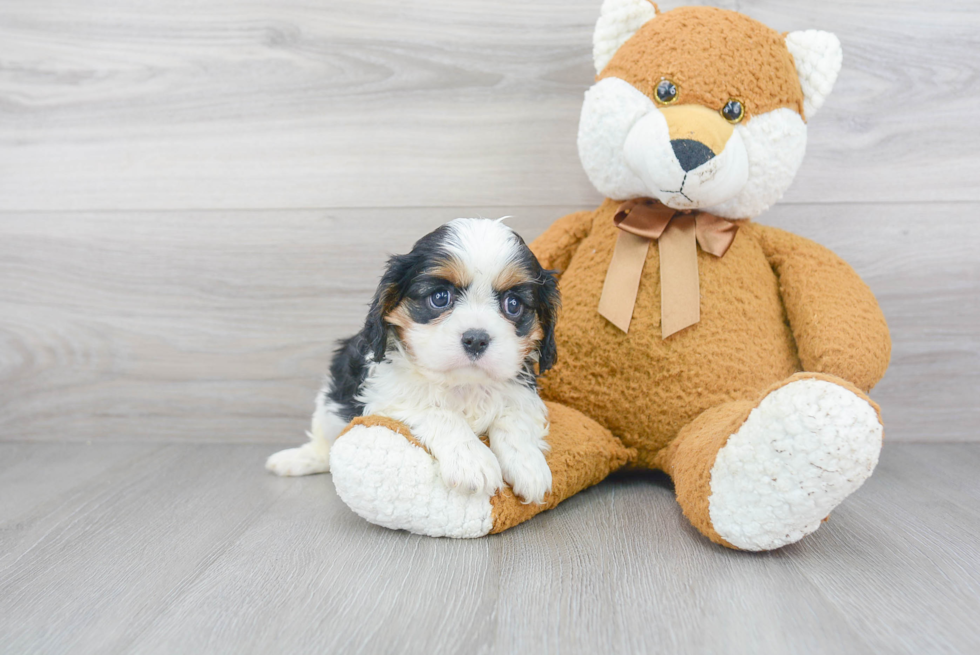 Best Cavalier King Charles Spaniel Baby