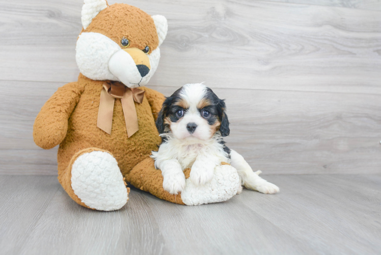 Cavalier King Charles Spaniel Pup Being Cute