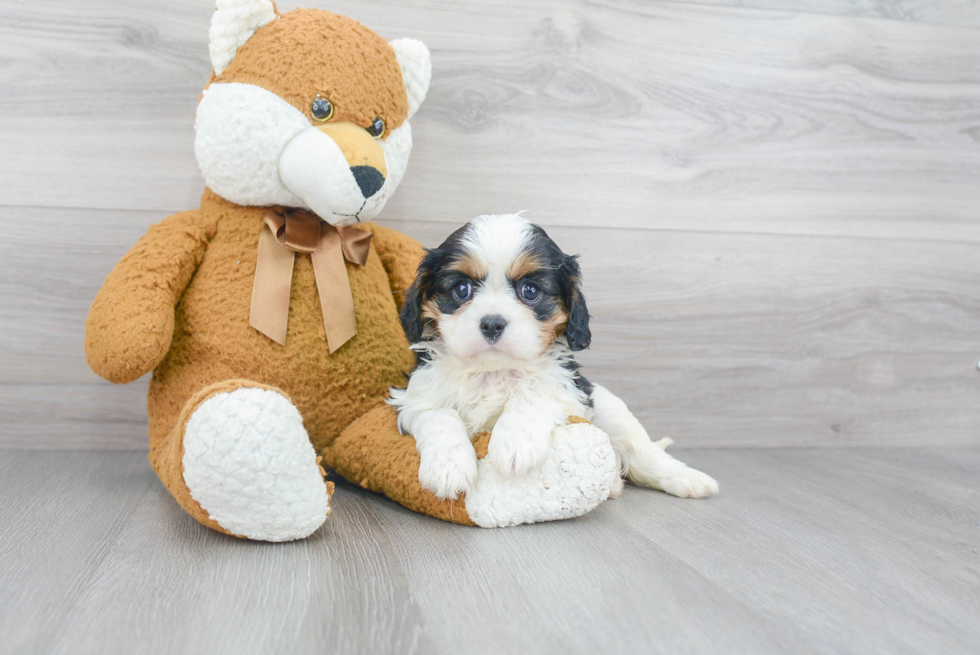 Cavalier King Charles Spaniel Pup Being Cute