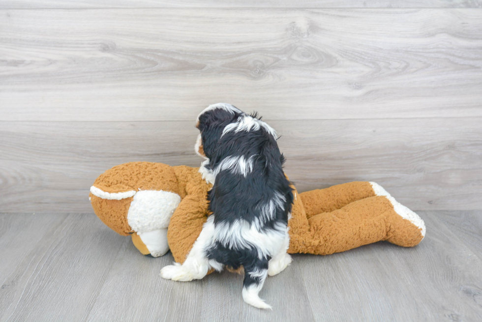 Best Cavalier King Charles Spaniel Baby