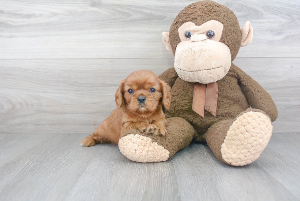 Cavalier King Charles Spaniel Puppy for Adoption