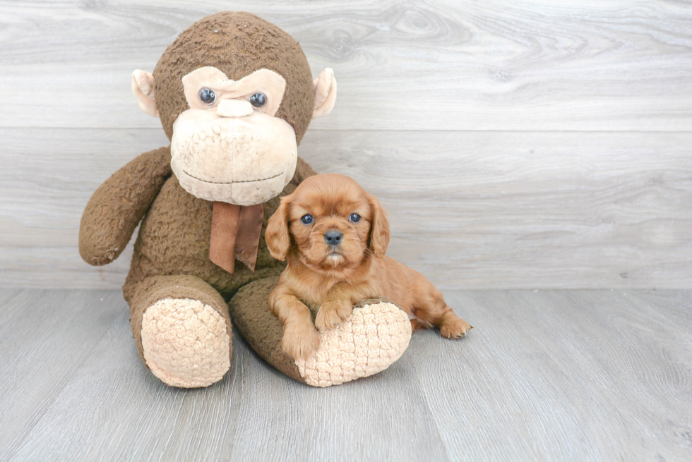 Friendly Cavalier King Charles Spaniel Baby