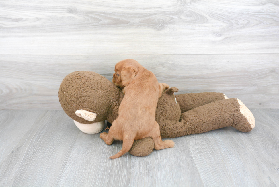 Sweet Cavalier King Charles Spaniel Purebred Puppy