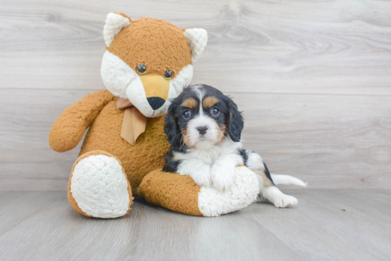 Energetic Cavalier King Charles Spaniel Purebred Puppy