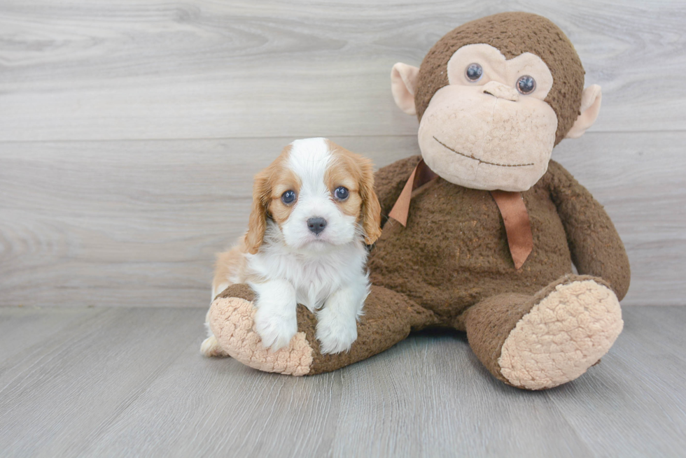 Best Cavalier King Charles Spaniel Baby