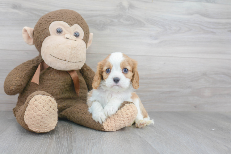 Little Cavalier King Charles Spaniel Purebred Pup