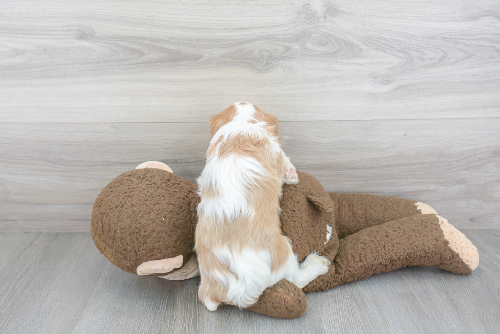 Friendly Cavalier King Charles Spaniel Baby