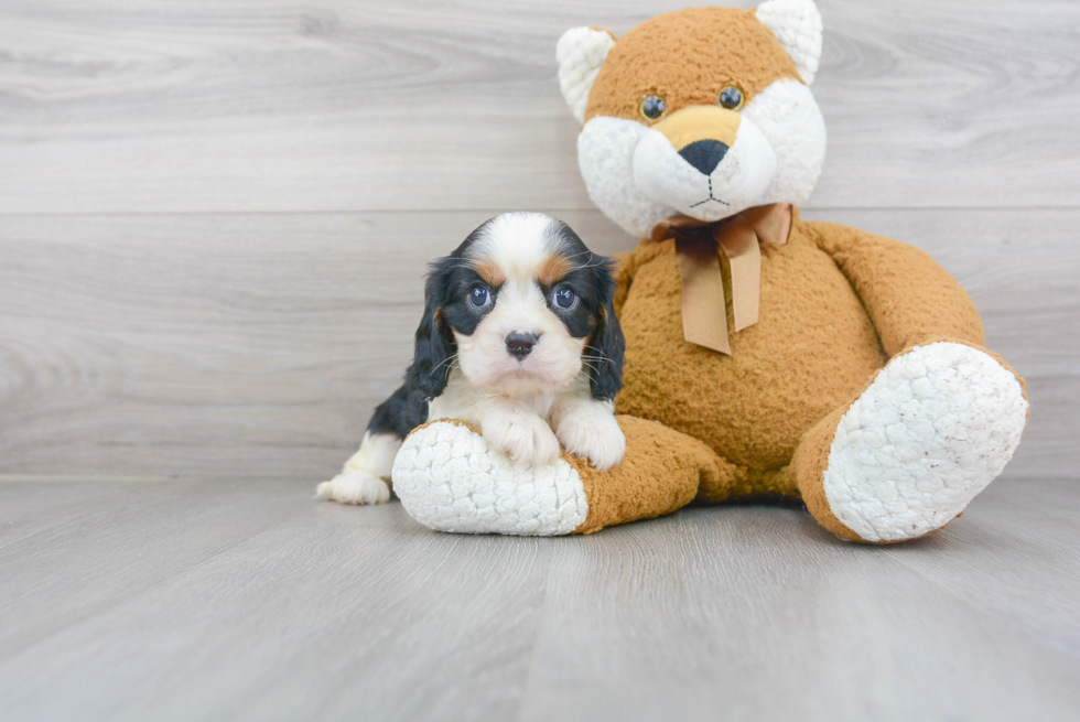 Best Cavalier King Charles Spaniel Baby