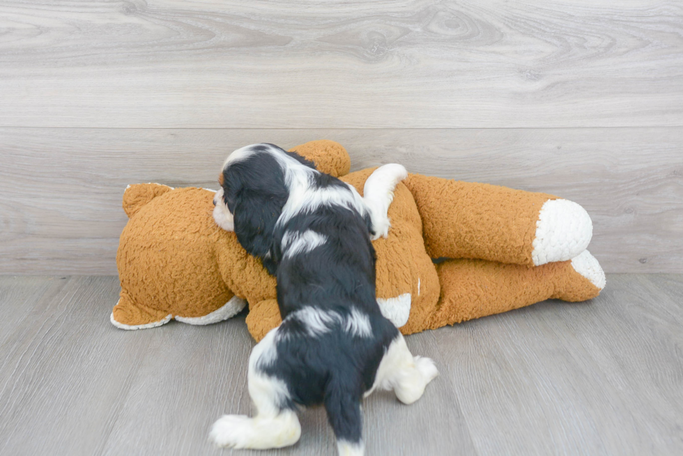 Cavalier King Charles Spaniel Puppy for Adoption