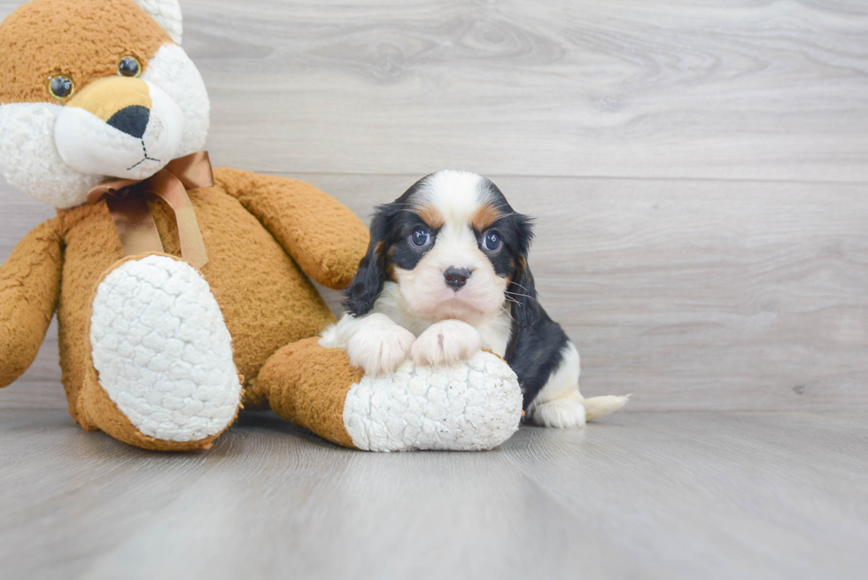 Akc Registered Cavalier King Charles Spaniel Purebred Pup