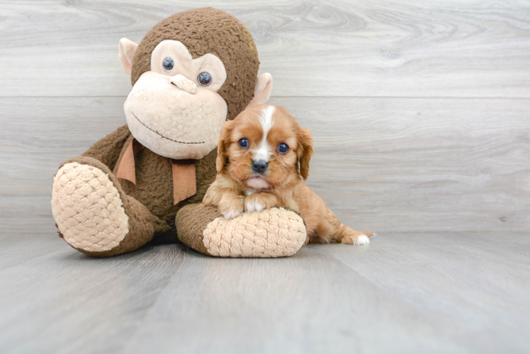 Petite Cavalier King Charles Spaniel Purebred Puppy