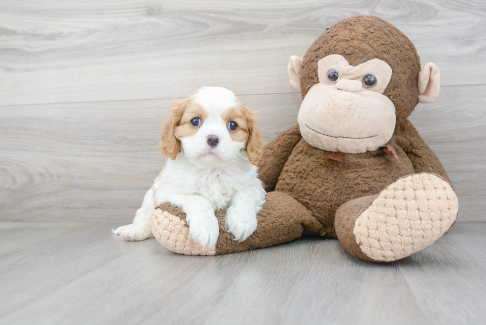 Best Cavalier King Charles Spaniel Baby