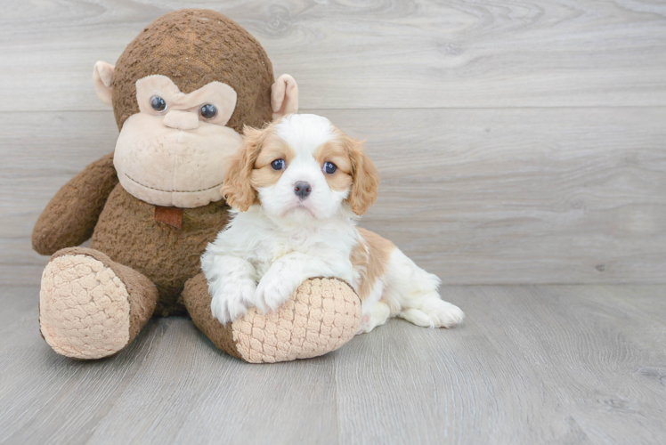 Friendly Cavalier King Charles Spaniel Baby