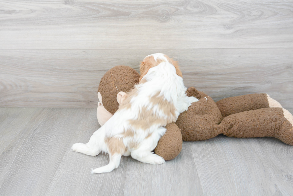 Playful Cavalier King Charles Spaniel Purebred Pup