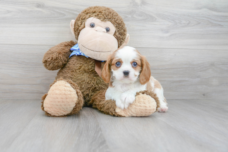 Funny Cavalier King Charles Spaniel Baby