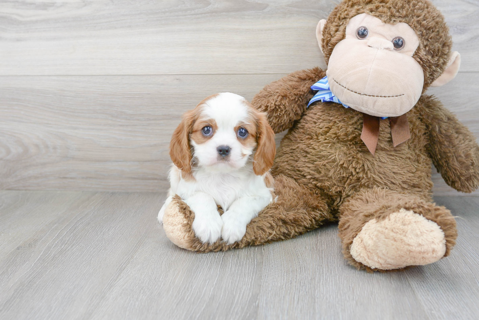 Cavalier King Charles Spaniel Pup Being Cute