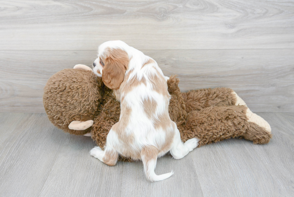 Funny Cavalier King Charles Spaniel Baby