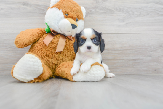 Best Cavalier King Charles Spaniel Baby