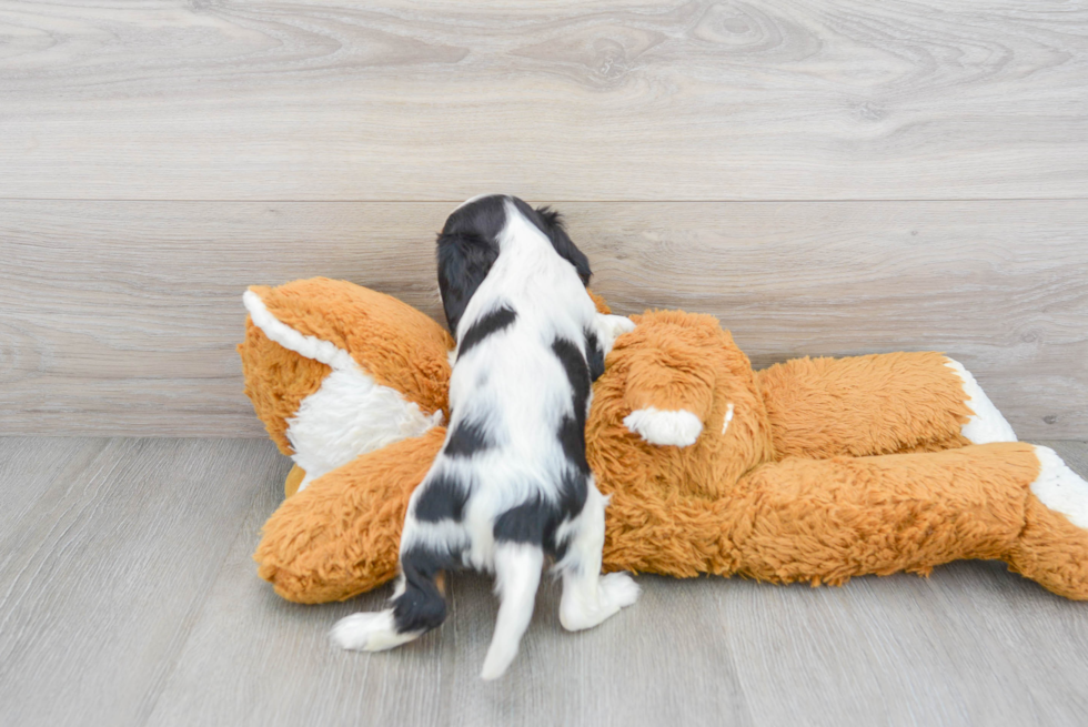 Friendly Cavalier King Charles Spaniel Baby