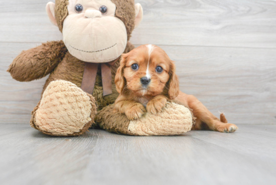 Akc Registered Cavalier King Charles Spaniel Baby