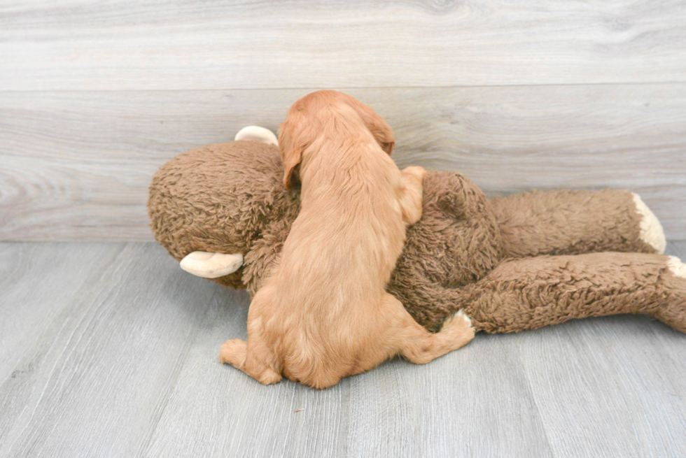 Happy Cavalier King Charles Spaniel Purebred Puppy