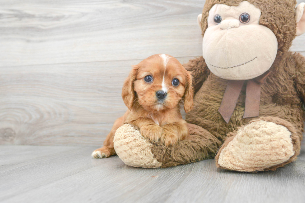 Best Cavalier King Charles Spaniel Baby