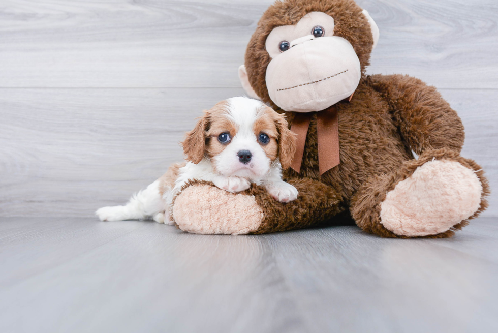 Small Cavalier King Charles Spaniel Baby