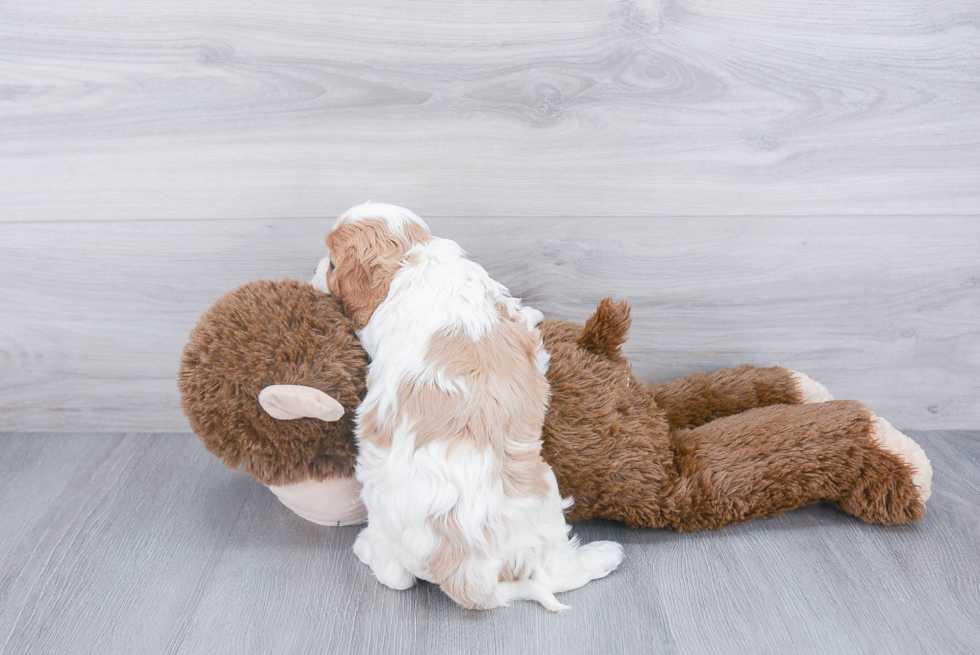 Playful Cavalier King Charles Spaniel Baby