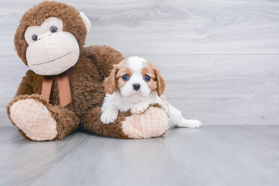 Little Cavalier King Charles Spaniel Purebred Pup