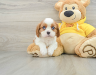 6 week old Cavalier King Charles Spaniel Puppy For Sale - Premier Pups