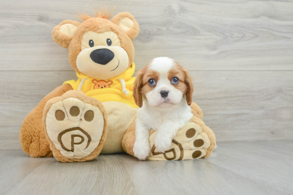 Cavalier King Charles Spaniel Puppy for Adoption