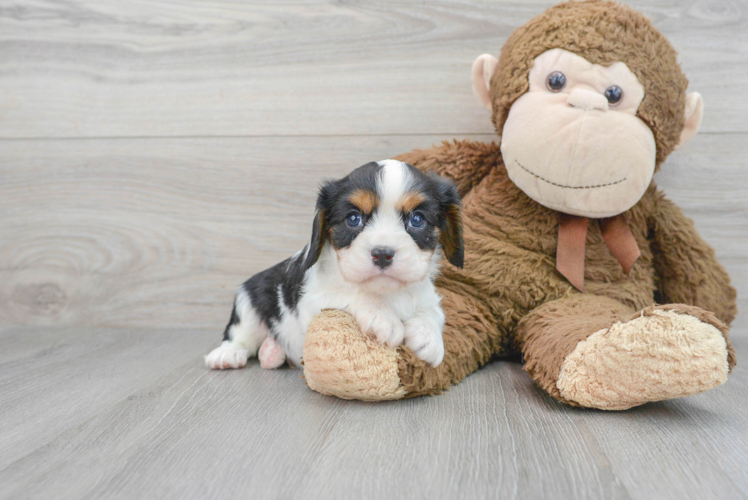 Small Cavalier King Charles Spaniel Baby