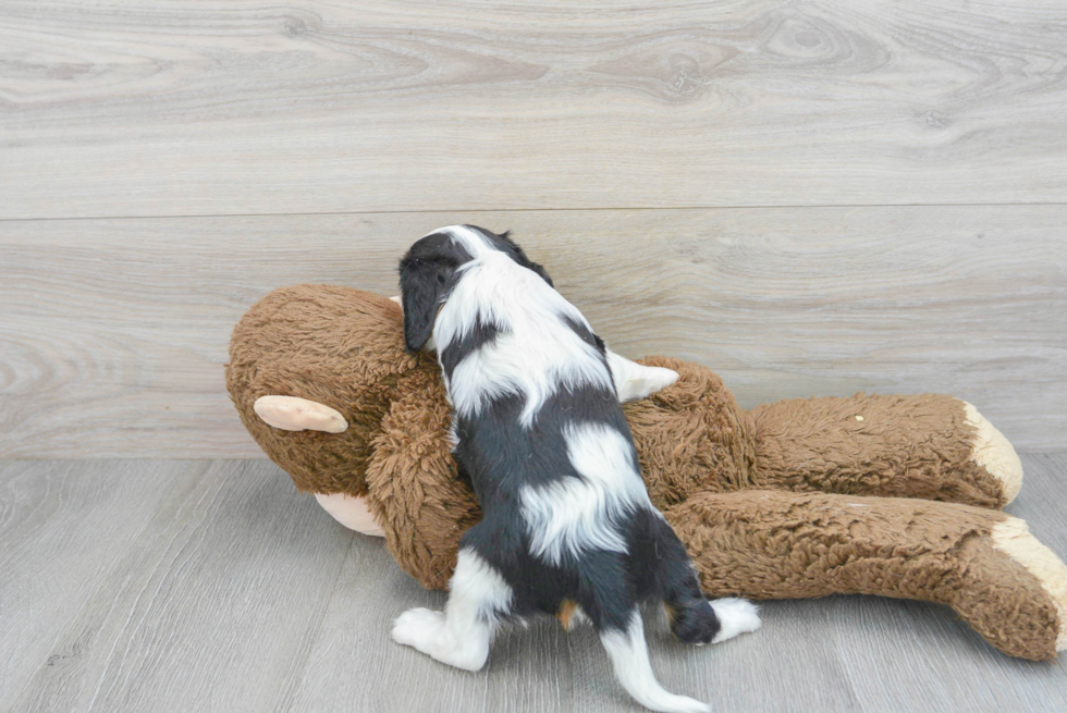 Energetic Cavalier King Charles Spaniel Purebred Puppy