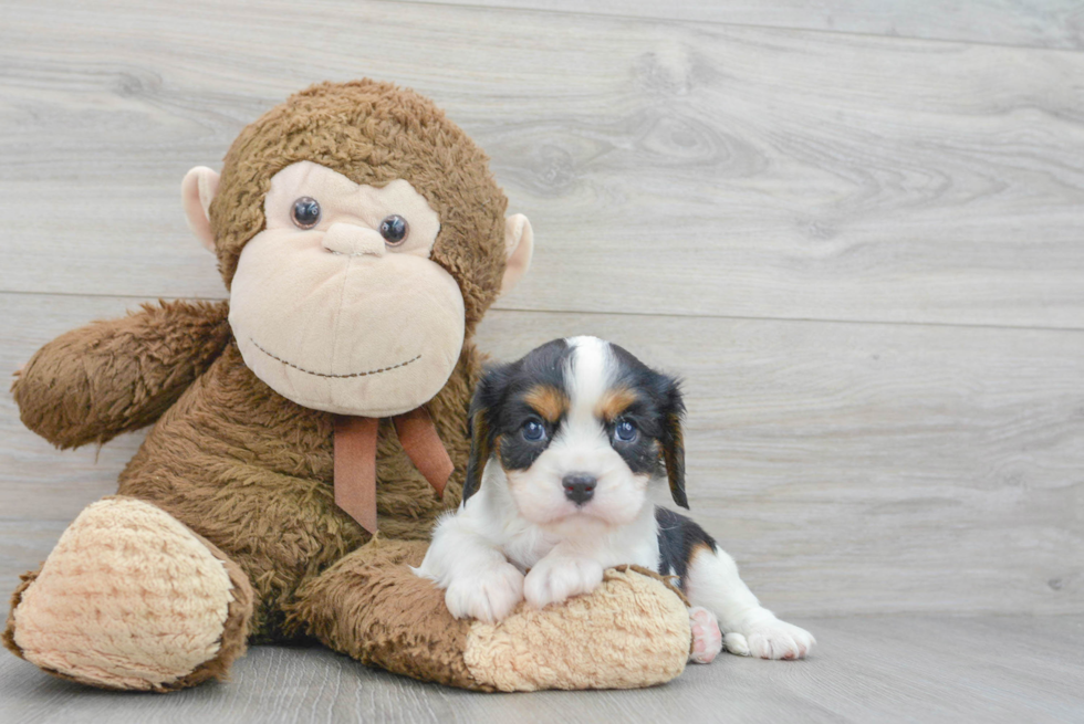 Fluffy Cavalier King Charles Spaniel Purebred Puppy