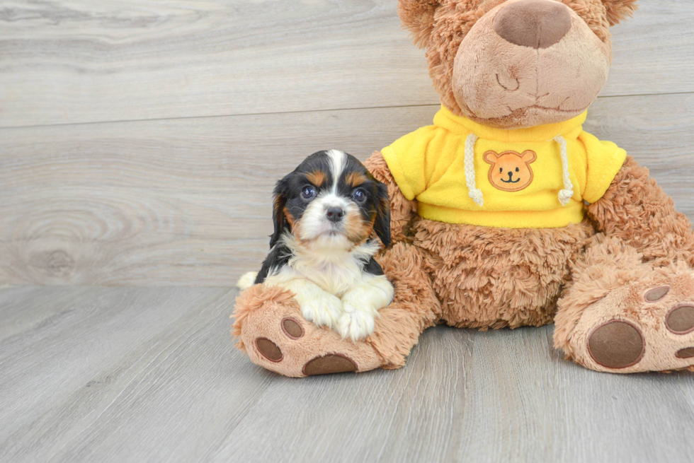 Smart Cavalier King Charles Spaniel Purebred Puppy